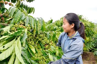 Lâm Đồng: Tổ chức lại sản xuất, nâng sức cạnh tranh nông sản