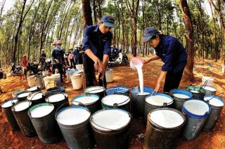 Cao su Đồng Phú dự kiến thay đổi nhân sự cấp cao