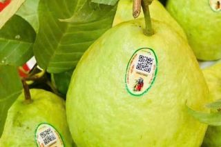 Ổi lê Bắc An Phụ - Đánh thức tiềm năng đất phù sa