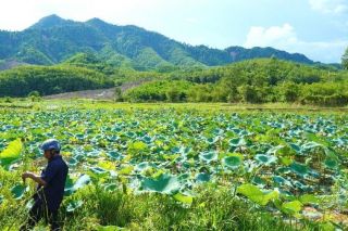 Đà Nẵng quy định quy mô tối thiểu để hỗ trợ liên kết sản xuất nông nghiệp