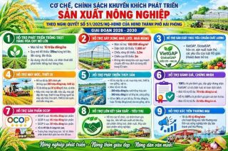 Hải Phòng khuyến khích phát triển sản xuất nông nghiệp hàng hóa tập trung