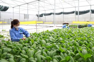 Hà Nội: Nông nghiệp tăng trưởng, quản lý đất đai và môi trường chuyển mạnh sang số hóa