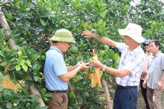 Hà Nội mở rộng mạng lưới khuyến nông cơ sở, hỗ trợ nông dân kết nối thị trường