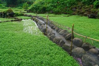 Quảng Trị: Xây dựng thương hiệu rau liệt Gio An từ mạch nguồn giếng cổ