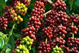 Doanh nghiệp Việt tìm hướng đi mới cho cà phê Robusta