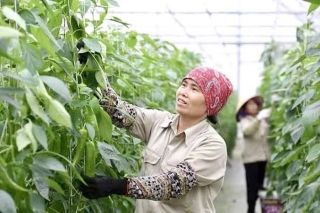 Hải Phòng: Đẩy mạnh phát triển công nghiệp sinh học trong lĩnh vực nông nghiệp và môi trường