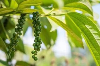 Giá tiêu hôm nay 28/10: Giảm 1.000 đồng/kg