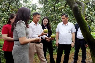 Phú Thọ: Hơn 100 sản phẩm chủ lực được bảo hộ quyền sở hữu trí tuệ
