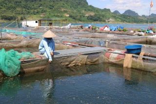 Phú Thọ thu hoạch 70,7 nghìn tấn thủy sản trong 10 tháng
