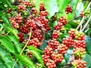 Giá cà phê hôm nay, 24/4: Tăng tới 2.300 đồng/kg