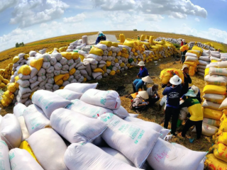 Vì sao, xuất khẩu gạo Việt Nam sang thị trường Âu Mỹ tăng đột biến?