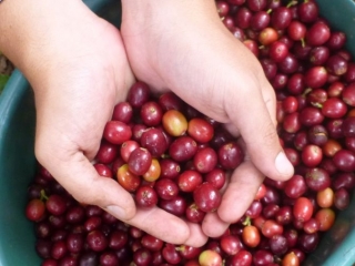 Giá cà phê hôm nay, 3/5: Cà phê trong nước giảm 2.500 đồng/kg