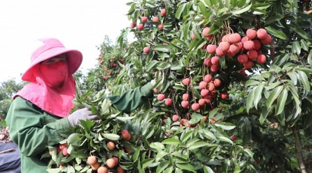 Chỉ dẫn địa lý: Nâng giá trị, tăng năng lực cạnh tranh cho nông sản Việt