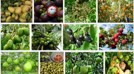 Sản lượng 12 loại trái cây chủ lực vùng Đồng bằng sông Cửu Long ước đạt 4,15 triệu tấn năm 2022