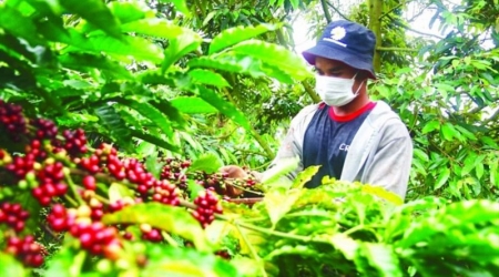 Khan hàng tại Việt Nam đẩy giá cà phê xuất khẩu tăng cao