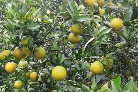 Lễ hội cam Cao Phong và Hội chợ Nông nghiệp - Du lịch - Thương mại vùng Tây Bắc