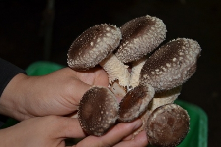 Loại nấm gì đang trá hình nấm hương tươi Việt bày bán ở các siêu thị lớn Hà Nội?