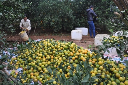 Nhiều người tiêu dùng vẫn mua nhầm cam Cao Phong