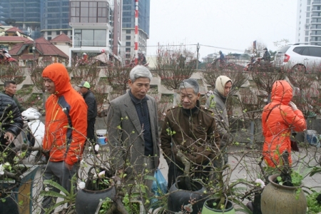 Sắc Xuân ngập tràn đường phố Hà Nội