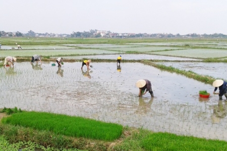 Sản xuất nông nghiệp ổn định trong những tháng đầu năm