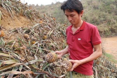 Lào Cai: Công bố nguyên nhân khiến dứa chết bất thường