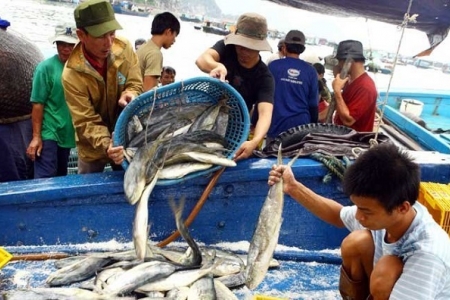 Tăng mức phạt đối với hành vi vi phạm trong hoạt động thủy sản