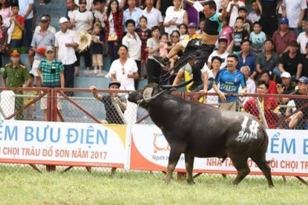 Trao toàn bộ số tiền bồi thường cho chủ trâu Đồ Sơn gặp nạn