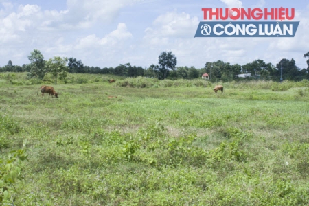 Thêm một mùa “mía đắng” (Trà Vinh) - Bài 3: Chính quyền tìm phương án giải cứu