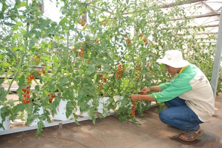 Nông nghiệp công nghệ cao: Rào cản nguồn vốn, hạn chế nhân lực