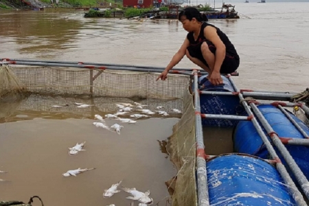 Cá lồng chết hàng loạt (Phú Thọ): Người dân xót xa lo lắng - mất ăn mất ngủ