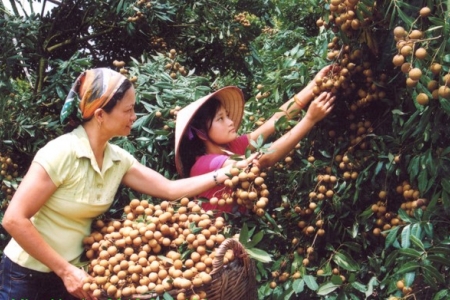 150 thương hiệu, sản phẩm nhận Thương hiệu Vàng nông nghiệp Việt Nam