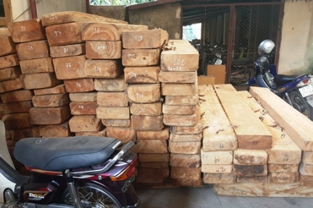 Vĩnh Phúc: Tịch thu phương tiện vận chuyển và 121 tấm gỗ Pơ mu không có nguồn gốc
