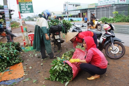 Gia Lai: Tiêu giống không rõ nguồn gốc bán tràn lan trên phố