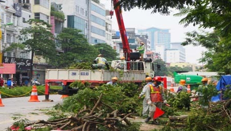 Hà Nội: Dịch chuyển 130 cây xanh trên đường Kim Mã