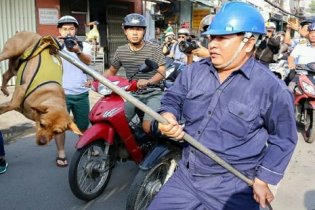 TP. HCM: Tiêu huỷ chó thả rông bị bệnh dại