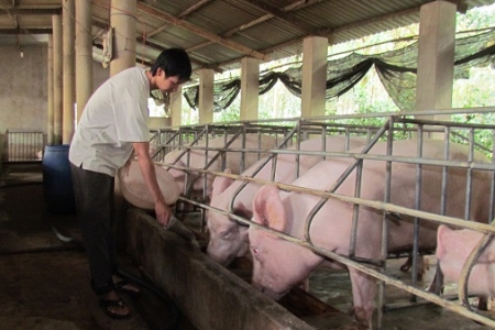 Gần 1 triệu nông hộ “treo chuồng”: Lo ngại nguồn cung thực phẩm dịp Tết Nguyên đán