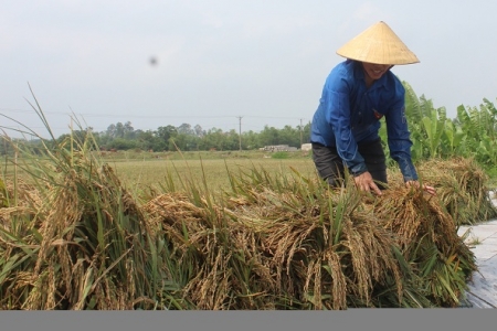 Thanh Hóa: Hỗ trợ hơn 18 tỷ đồng giúp người khôi phục sản xuất sau mưa lũ