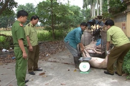 Hưng Yên: Thu giữ 450 kg thịt lợn chết đang trên đường đi tiêu thụ