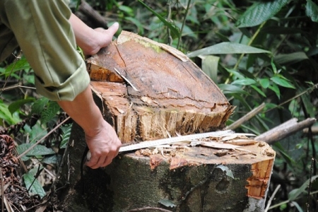 Văn Bàn (Lào Cai): Thực hư câu chuyện phá rừng phòng hộ đầu nguồn ở Nậm Tha