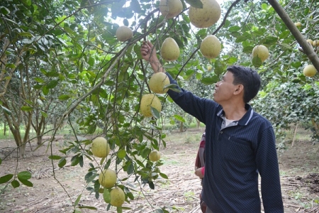 Lần đầu tiên dán tem truy xuất nguồn gốc bưởi Đoan Hùng (Phú Thọ)