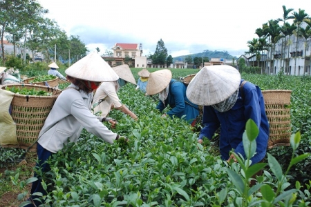 “Bảo Lộc - Hương trà - Sắc tơ” - chủ đề Tuần Văn hóa Trà và Tơ lụa Lâm Đồng