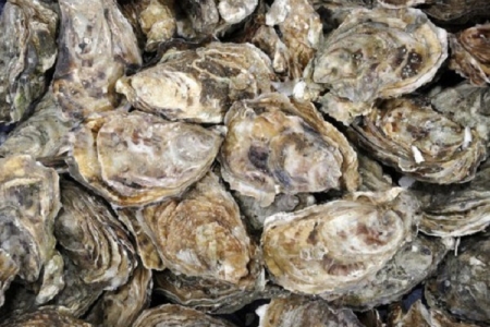 Hải quan Quảng Ninh: Phát hiện, tiêu hủy lượng lớn hàu giống nhập lậu