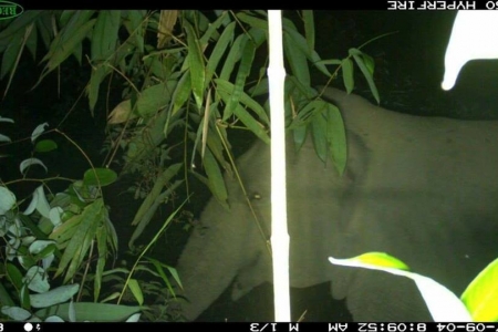 Phát hiện nhiều cá thể voi ở vùng đệm Vườn Quốc gia Vũ Quang