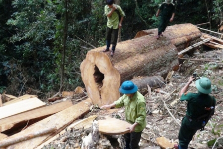 Nghệ An: Khởi tố, bắt tạm giam 2 trạm trưởng ban quản lý rừng phòng hộ