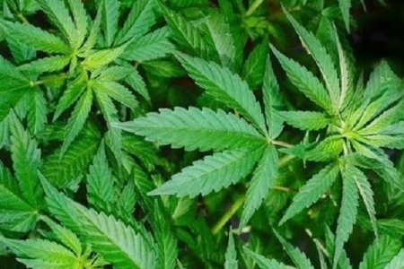 Phát hiện 2 bưu phẩm nghi chứa cần sa thực vật tại sân bay quốc tế Đà Nẵng