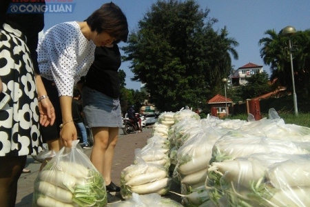 Hà Nội: Hàng tấn củ cải được "giải cứu"