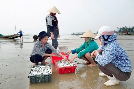 Trúng đậm mùa cá trích ngư dân Thanh Hóa kiếm tiền triệu mỗi ngày