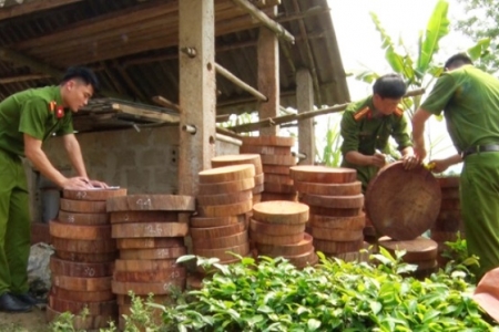 Huyện Vị Xuyên (Hà Giang): Bắt giữ 298 khúc gỗ dạng thớt nghi là gỗ nghiến