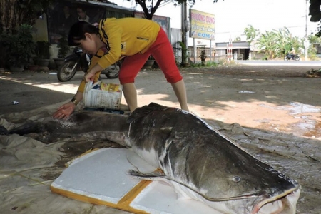 Bắt được cá lăng nặng gần 1 tạ trên sông Sêrêpốk