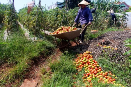 Đà Lạt: Nông dân lại “méo mặt” vì nông sản rớt giá